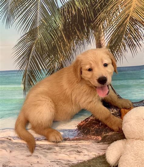 Save this search and we&x27;ll notify you when they are. . Golden retriever puppies florida